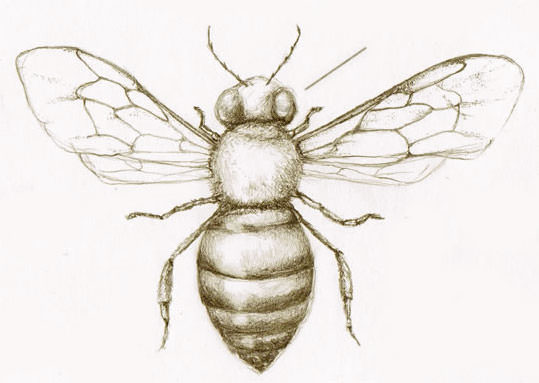 Honey Bee Drawing